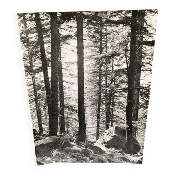 Photographie argentique Bernard Darot Sous-bois et rochers XXe