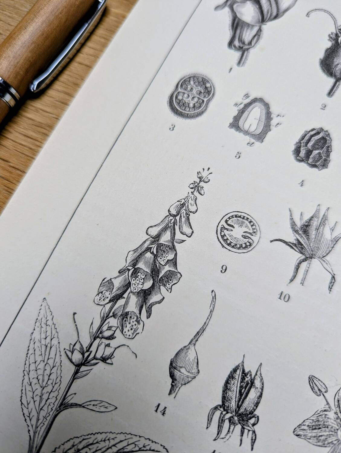 Imprimée en 1889, les scrophularinées. Planche botanique ancienne.