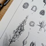 Imprimée en 1889, les scrophularinées. Planche botanique ancienne.