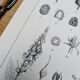 Printed in 1889, the Scrophulariaceae. Antique botanical plate.