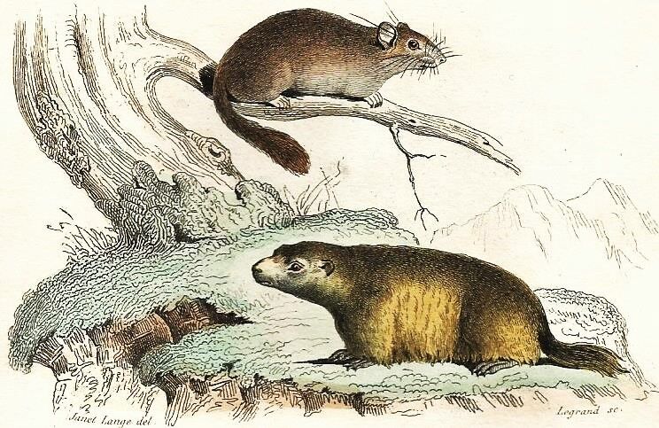 Planche zoologique originale " Loir - Marmotte - Ours Brun " Buffon 1840