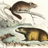 Planche zoologique originale " Loir - Marmotte - Ours Brun " Buffon 1840