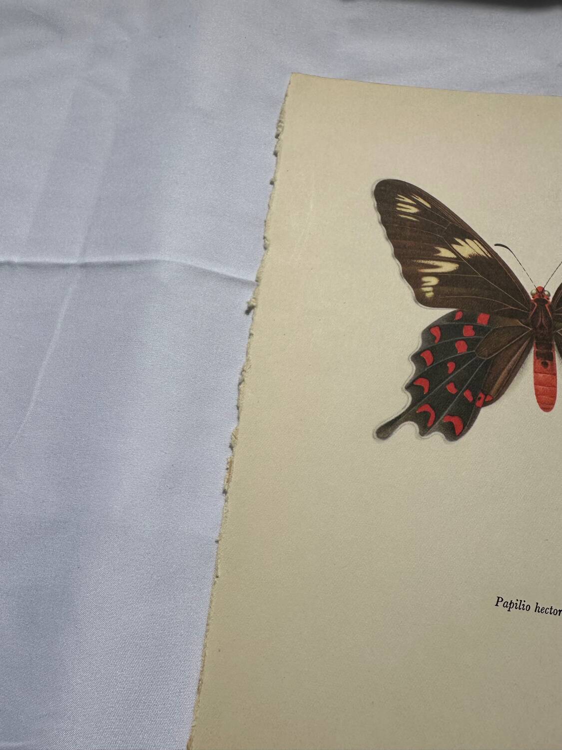 Naturalist engraving butterfly old botanical plate naturalist etching