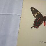 Naturalist engraving butterfly old botanical plate naturalist etching