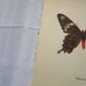 Naturalist engraving of an old butterfly botanical plate etching naturalist