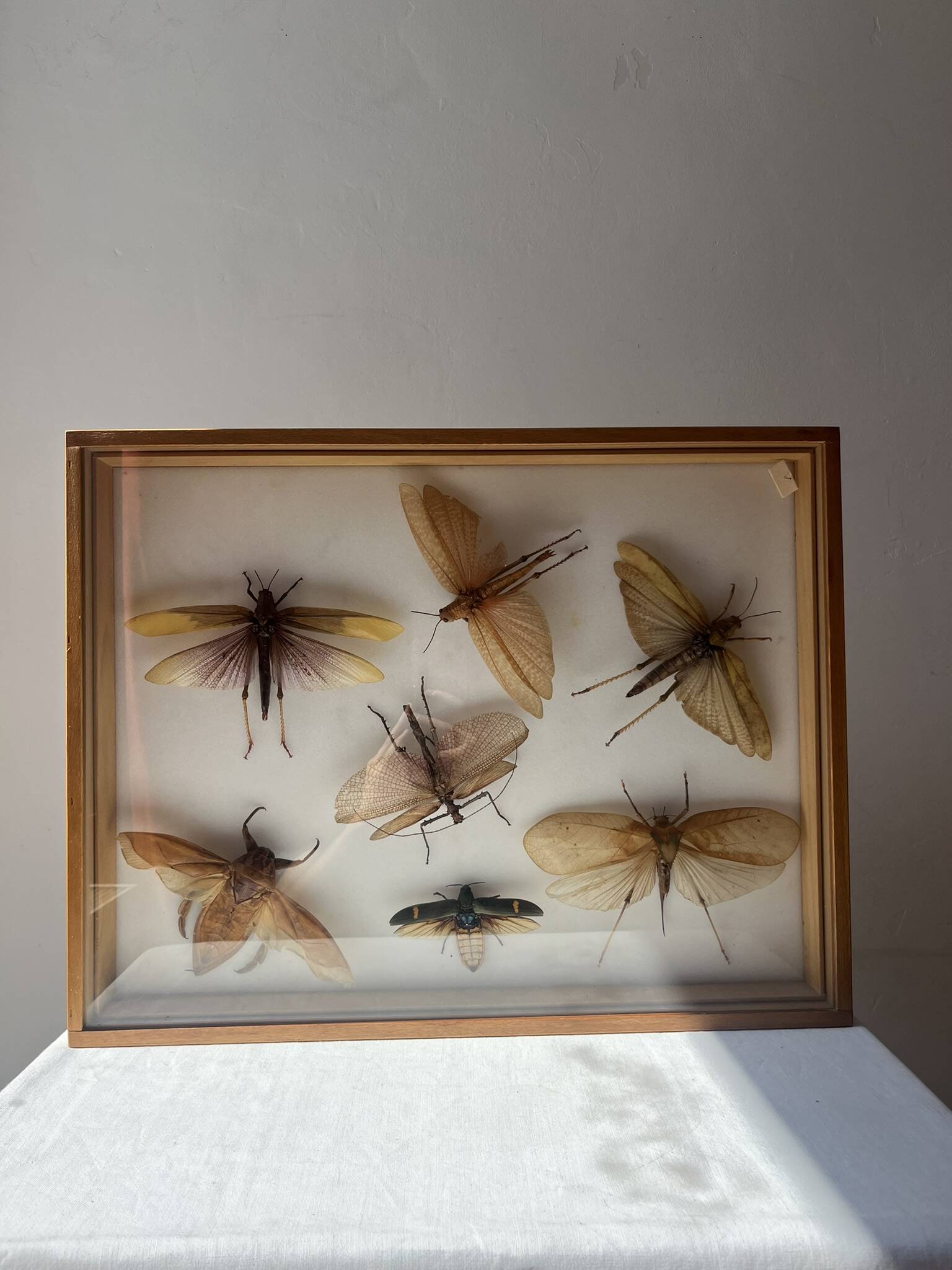 Framed giant insects, entomology collection