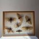 Framed giant insects, entomology collection