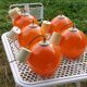 Set of 5 orange glass ball pendants from the 70s