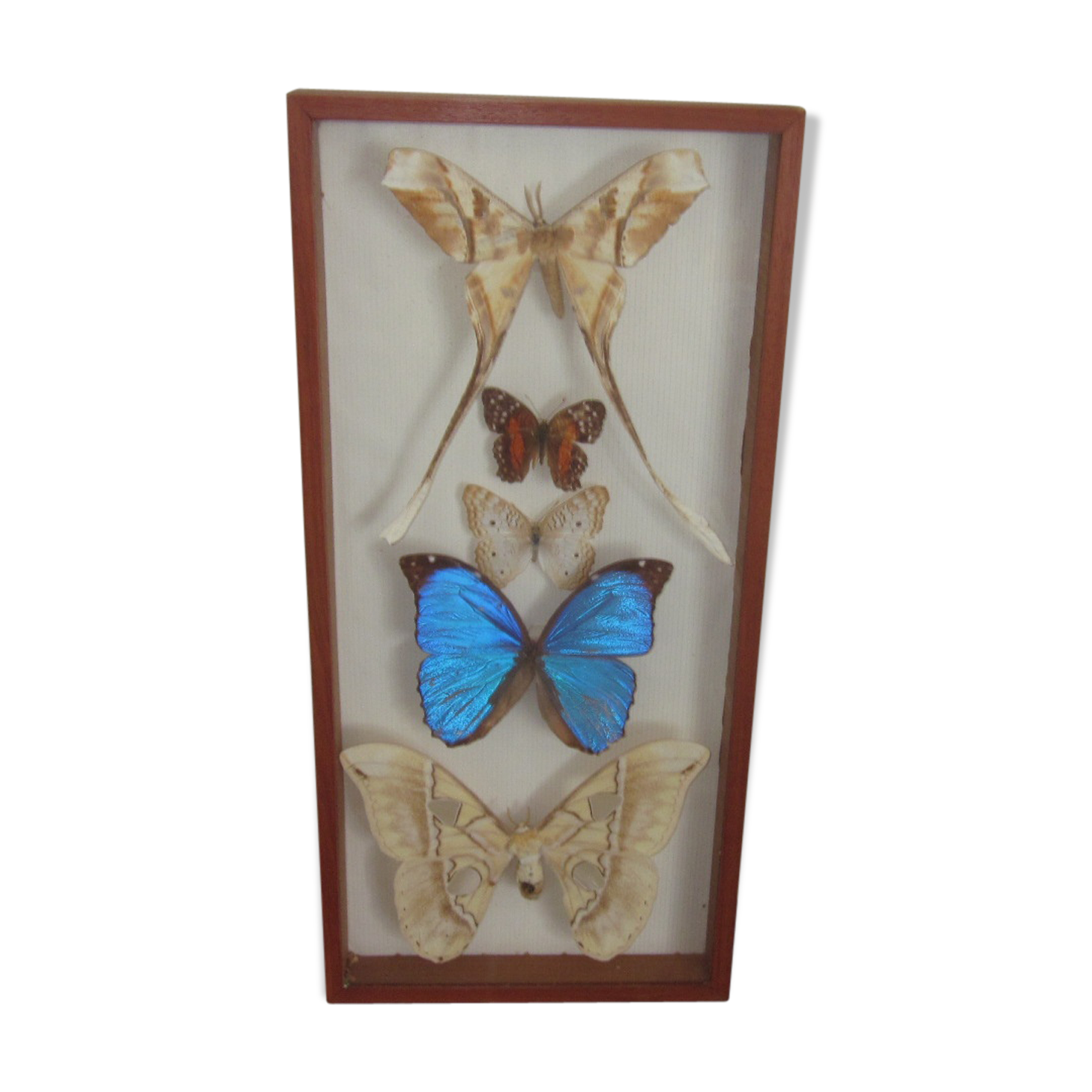 Frame butterflies under glass