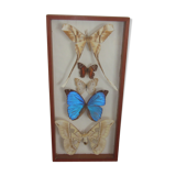 Frame butterflies under glass
