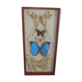 Frame butterflies under glass