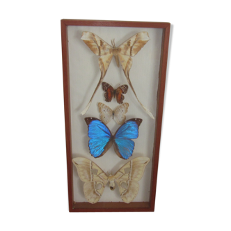 Frame butterflies under glass