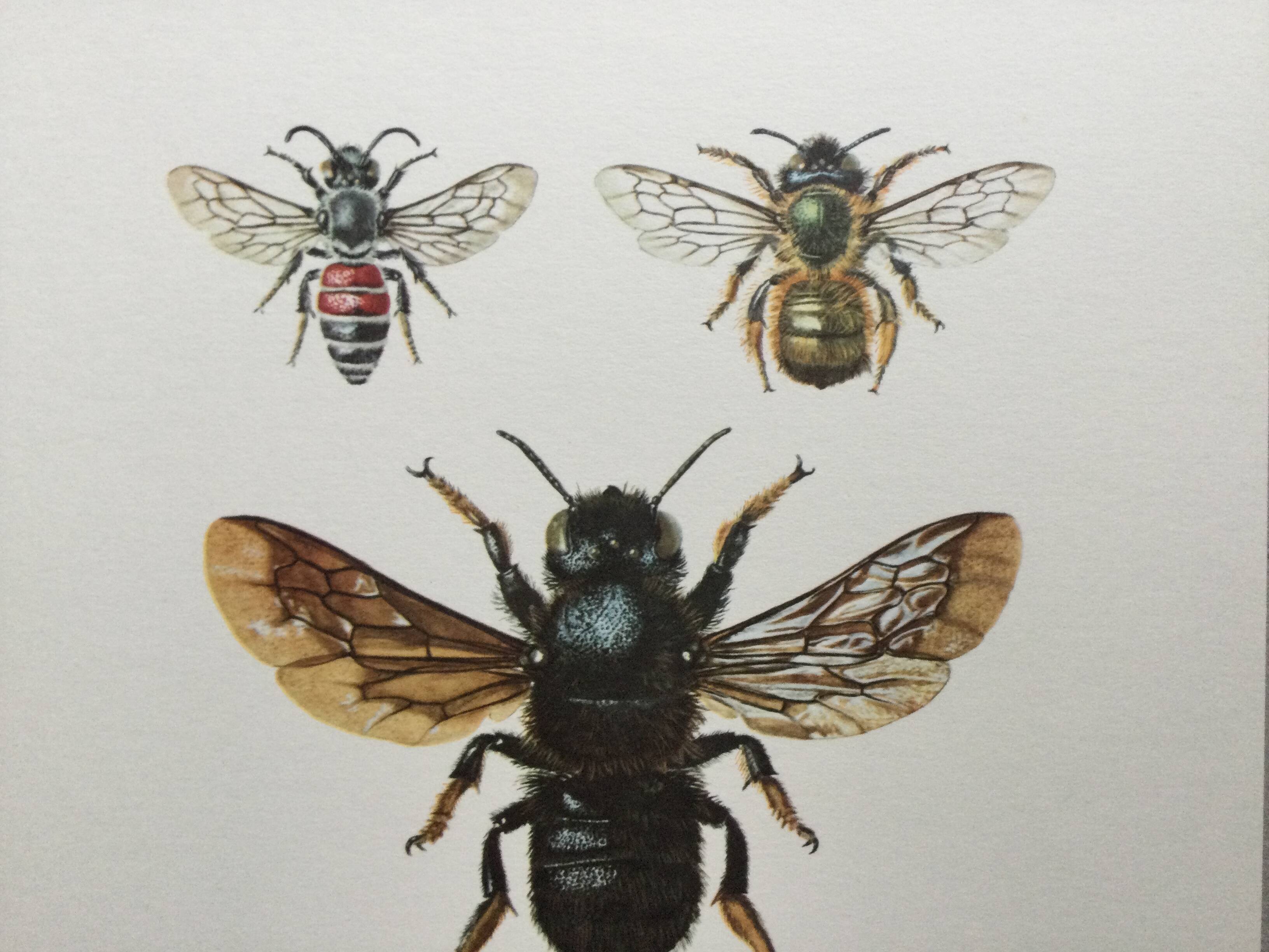 Antique illustration "Insects", Vintage print, 1960s