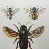 Antique illustration "Insects", Vintage print, 1960s