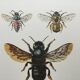 Illustration ancienne "Insectes", années 60
