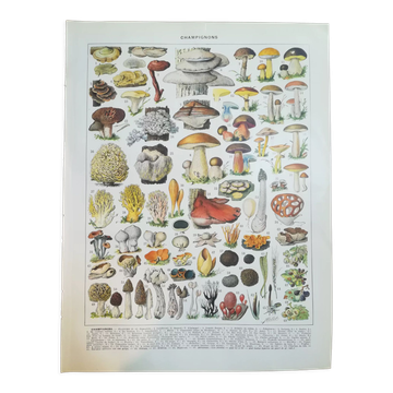 Lithographie sur les champignons de 1928 "cèpe"