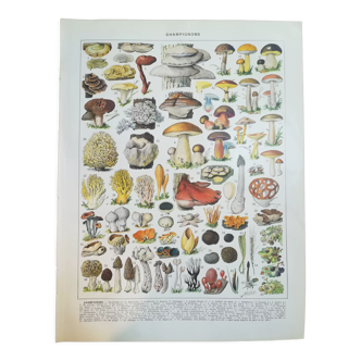 Lithograph on mushrooms from 1928 "cep"