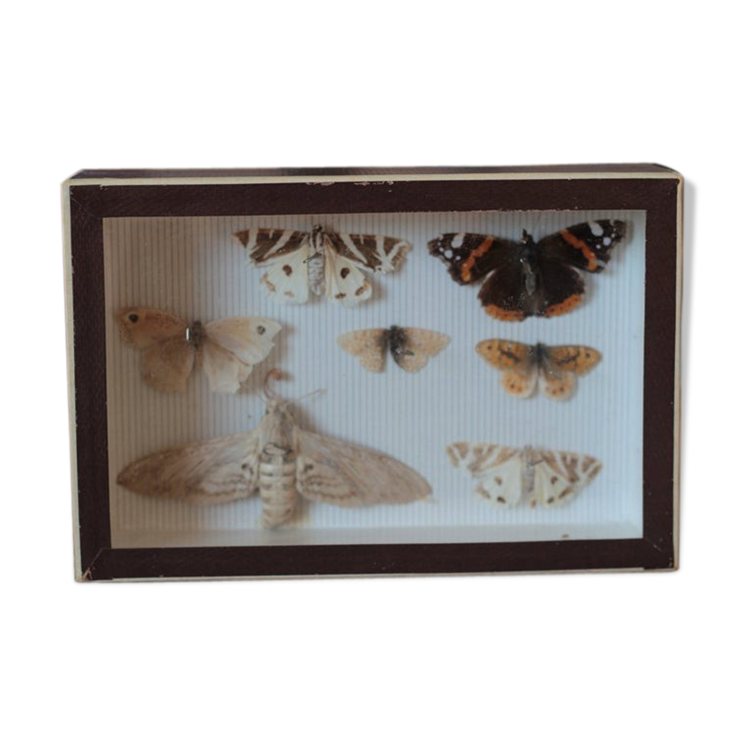 Naturalized butterfly frame pinned