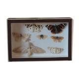 Naturalized butterfly frame pinned