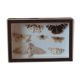 Naturalized butterfly frame pinned