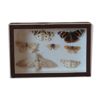 Naturalized butterfly frame pinned