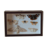 Naturalized butterfly frame pinned