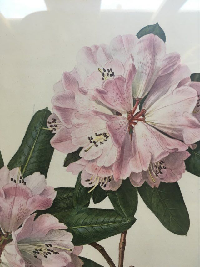 Botanical setting Rhododendron Oreodoxa by Riefel