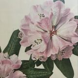 Botanical setting Rhododendron Oreodoxa by Riefel