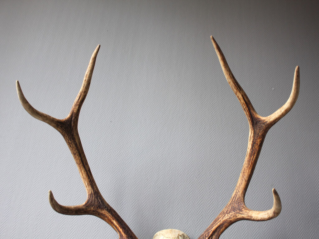 Deer hunting trophy