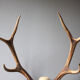 Deer hunting trophy