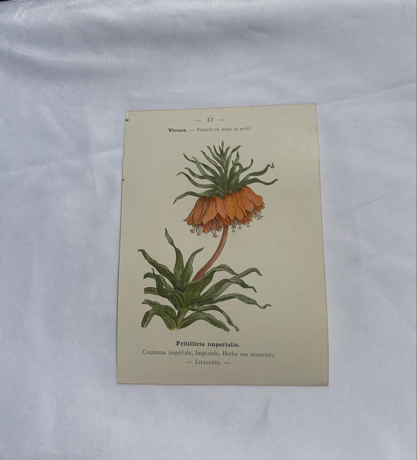 🌿 Botanical Plate Old Naturalist Engraving 19th Century Double-Sided A