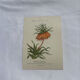 🌿 Botanical Plate Old Naturalist Engraving 19th Century Double-Sided A