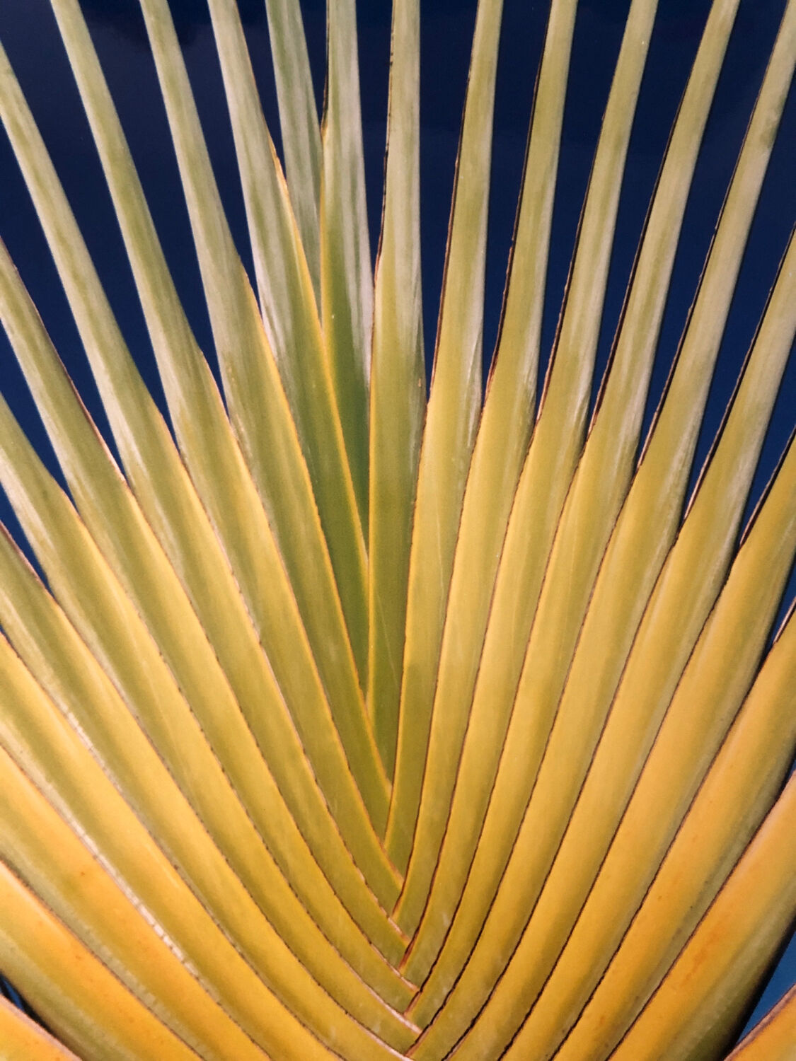 Colour photo of the Traveller's Tree.