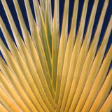 Color Photo Traveler's Tree