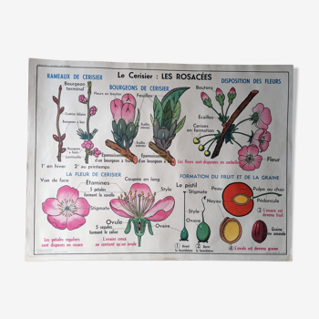 Ancienne affiche scolaire MDI : Le Cerisier, Les Rosacées - La Carotte, Les Ombellifères.