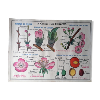 Old MDI school poster: Le Cerisier, Les Rosacées - La Carotte, Les Ombellifères.