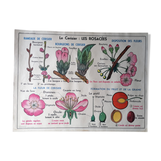 Ancienne affiche scolaire MDI : Le Cerisier, Les Rosacées - La Carotte, Les Ombellifères.