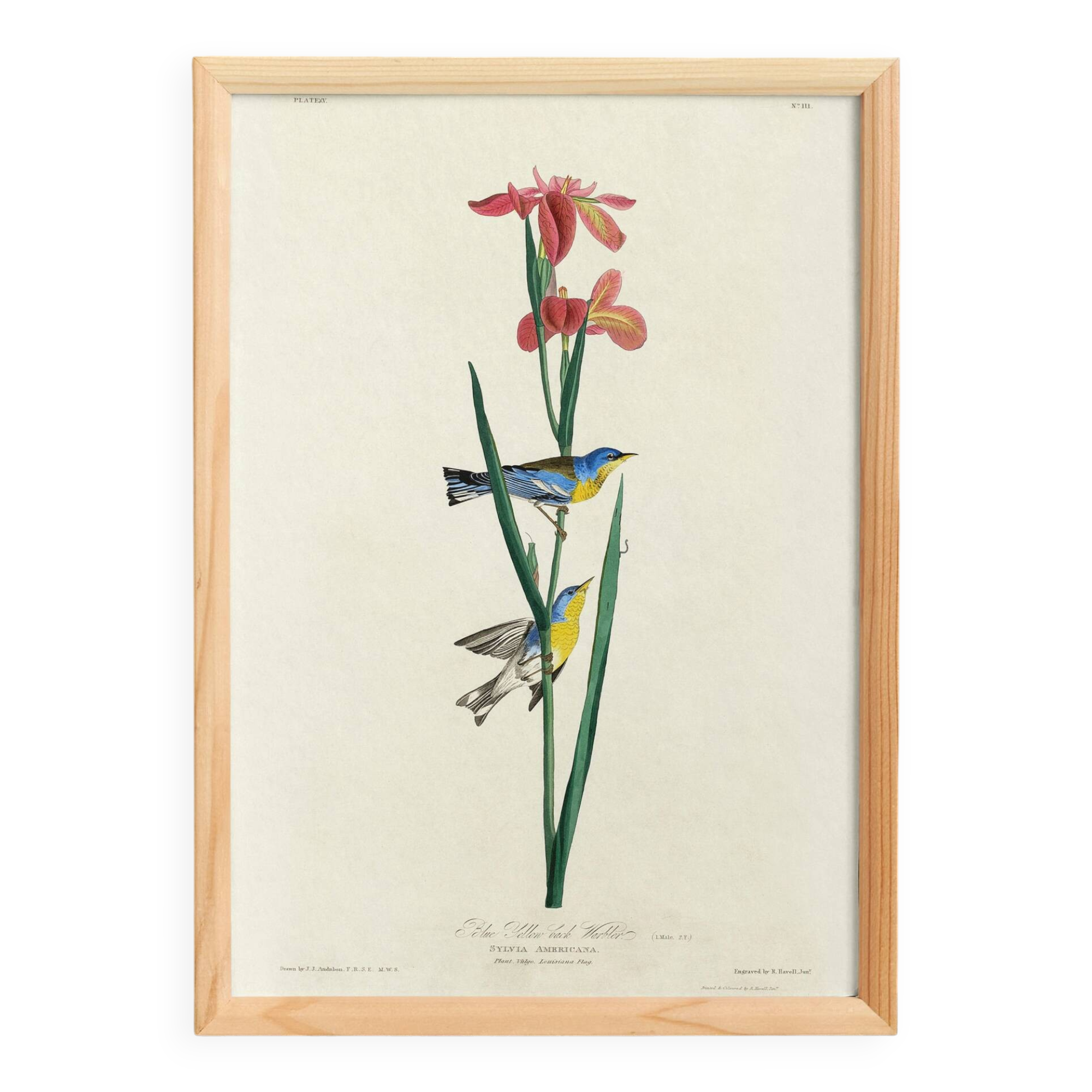 Poster about the Azure Warbler, after an old engraving from 1827.