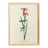 Poster about the Azure Warbler, after an old engraving from 1827.