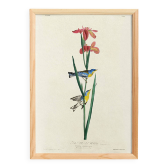 Poster about the Azure Warbler, after an old engraving from 1827.