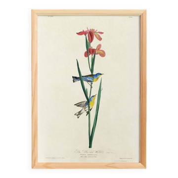 Affiche sur la Paruline azurée, d’après une gravure ancienne de 1827.