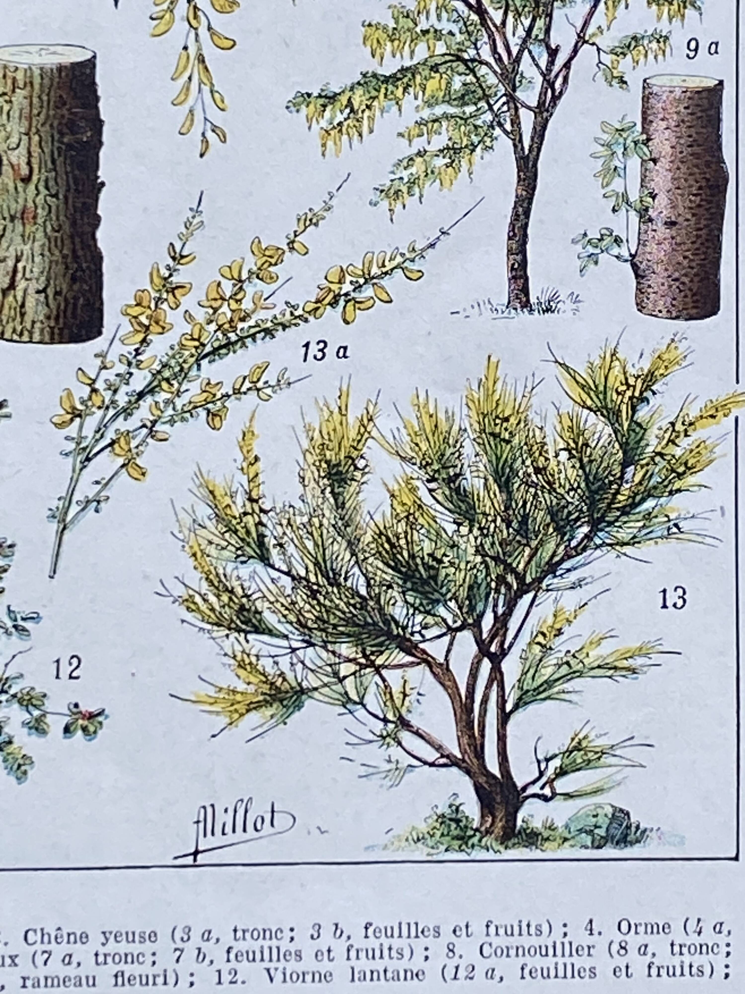 Old Millot illustration "Forest, forest trees"