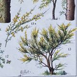 Old Millot illustration "Forest, forest trees"