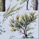 Old Millot illustration "Forest, forest trees"