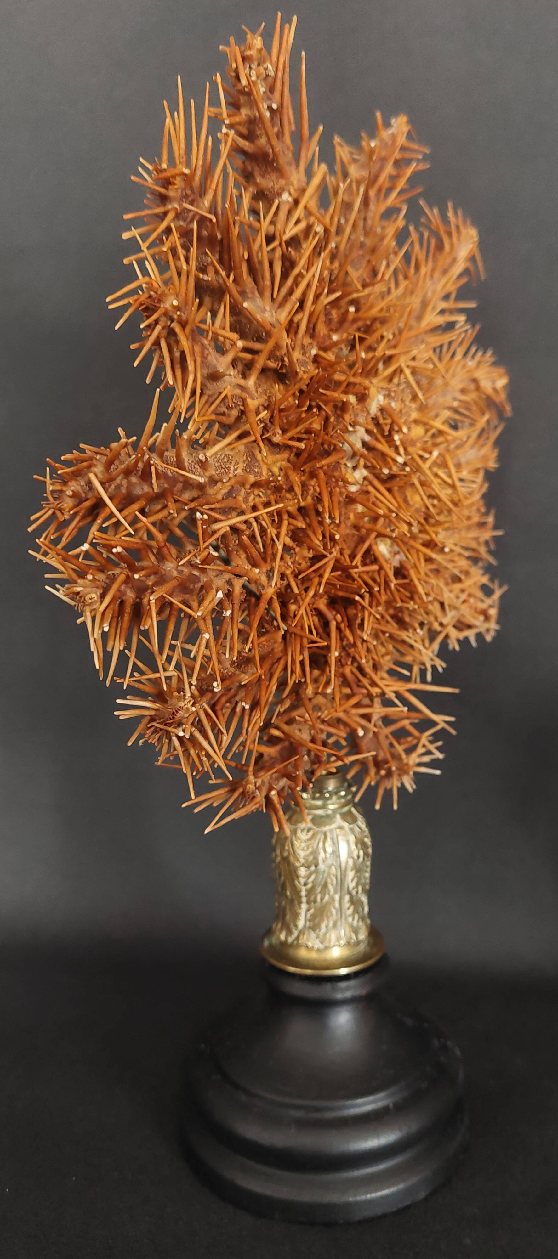 Cabinet de Curiosités étoile de mer acanthaster planci sur socle