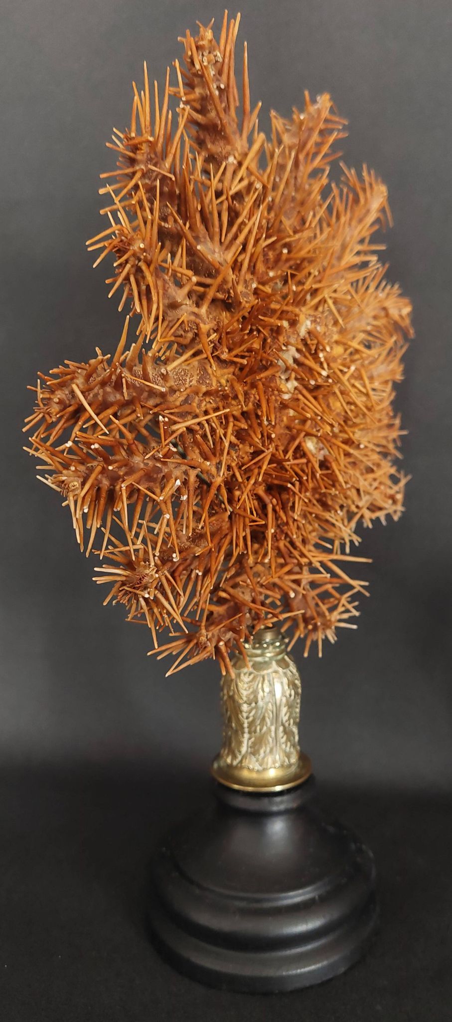 Cabinet of Curiosities: Crown-of-thorns starfish (Acanthaster planci) on a pedestal