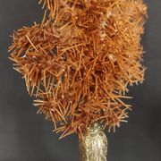 Cabinet of Curiosities: Crown-of-thorns starfish (Acanthaster planci) on a pedestal