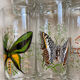 Vintage butterfly orangeade glasses