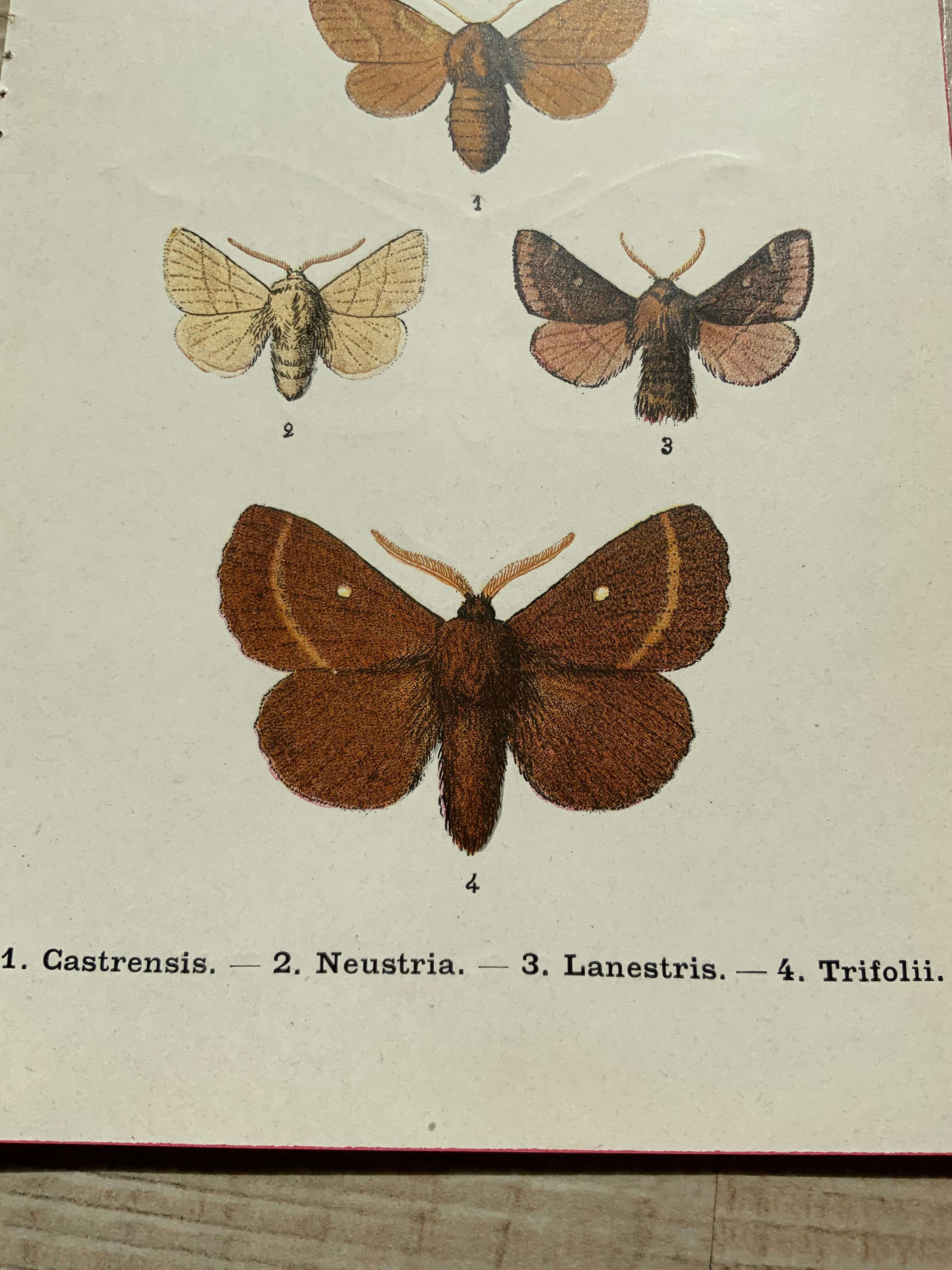 Vintage botanical plate antique butterfly engraving 1903 double-sided G. Denise