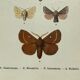Vintage botanical plate antique butterfly engraving 1903 double-sided G. Denise